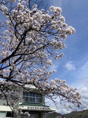 ４月８日　始業式　桜満開です。