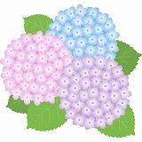 あじさい　イラスト