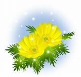福寿草　イラスト