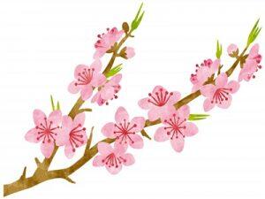 桃 イラスト 桃 イラスト