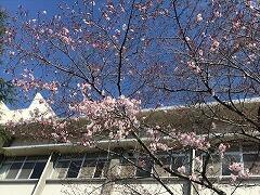 桜①