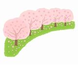 桜　イラスト