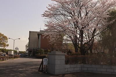 校門からの桜
