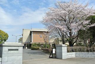 校門の桜