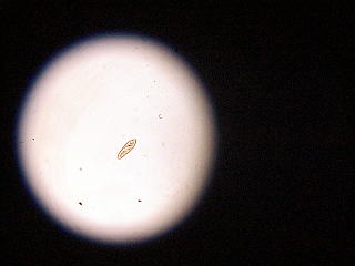 こんな生き物がいるよ とちぎふるさと学習 こんな生き物がいるよ とちぎふるさと学習