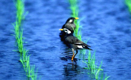 学校で身近に見られる鳥 とちぎふるさと学習 学校で身近に見られる鳥 とちぎふるさと学習