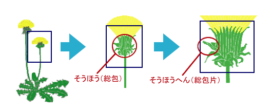 セイヨウタンポポとニホンタンポポ とちぎふるさと学習