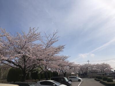 校舎北側の桜
