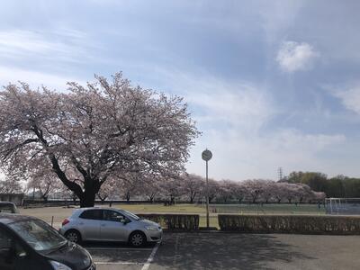 昇降口前の桜