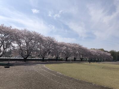 校庭南側の桜