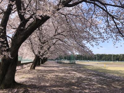 桜のアーチと絨毯