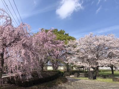 公園のしだれ桜