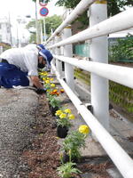 新川の植栽