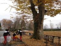 校内散歩３０「秋の欅」