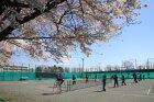 テニス部と桜