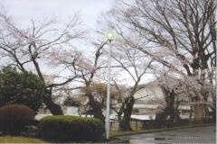 校内散歩８「今年一番遅い桜」