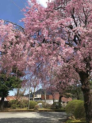 正門枝垂れ桜