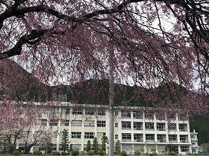 正門枝垂れ桜