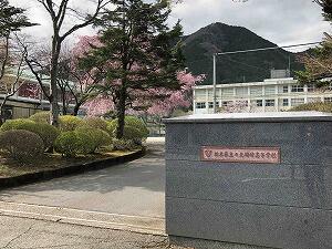 正門枝垂れ桜