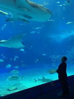 美ら海水族館