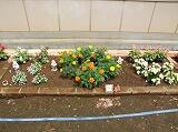 花壇コンクール3 花壇コンクール3