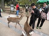 奈良公園で鹿とたわむれる
