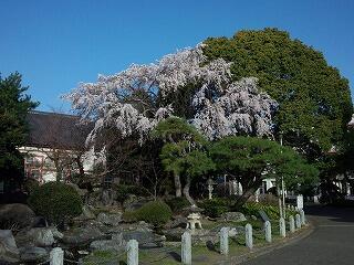 洗心苑の垂れ桜