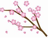 桜　イラスト