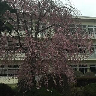 中庭の桜