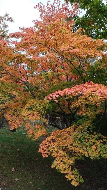 大沼公園の紅葉