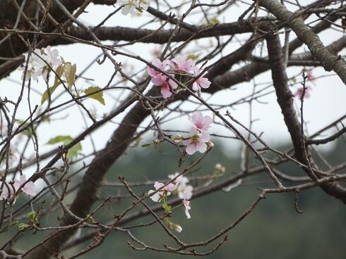 9月の桜１