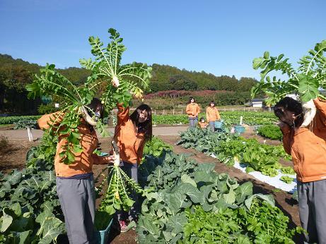 農場での野菜の栽培