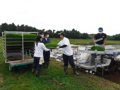 田植え