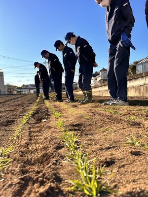 麦踏み実習の様子２