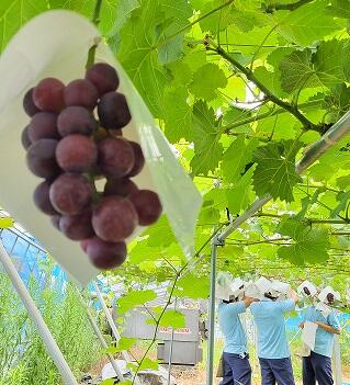 ナガノパープル（２年生）