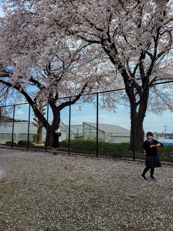 春の撮影会（桜）