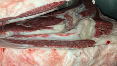枝肉の断面図