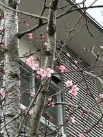 実習棟　山桜