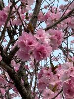北門の八重桜
