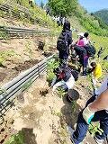 斜面での植樹の様子