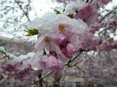 なごり雪