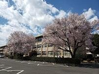 Seiryo Cherry Blossoms