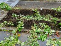 収穫がを待つさつまいも