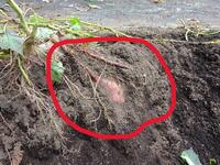 こっそり覗いたさつまいも